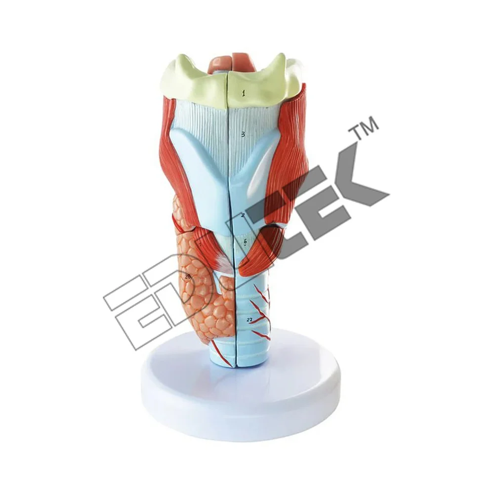 2x Life-size Anatomical Model Of The Human Larynx - Accuracy: High