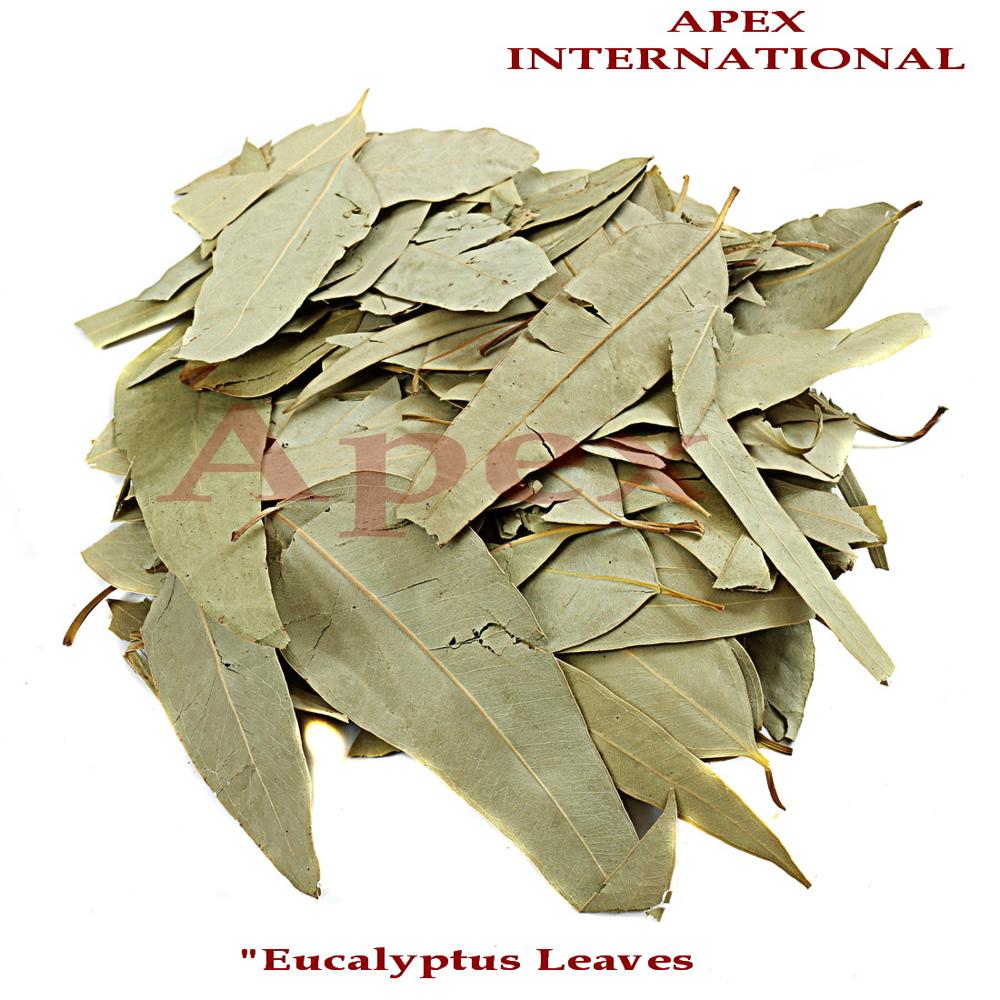 Eucalyptus Leaves - Shelf Life: 24 Months
