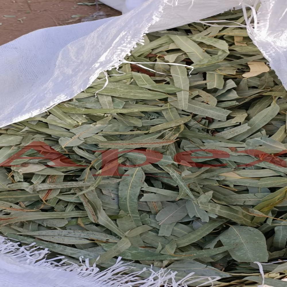 Eucalyptus Leaves - Shelf Life: 24 Months