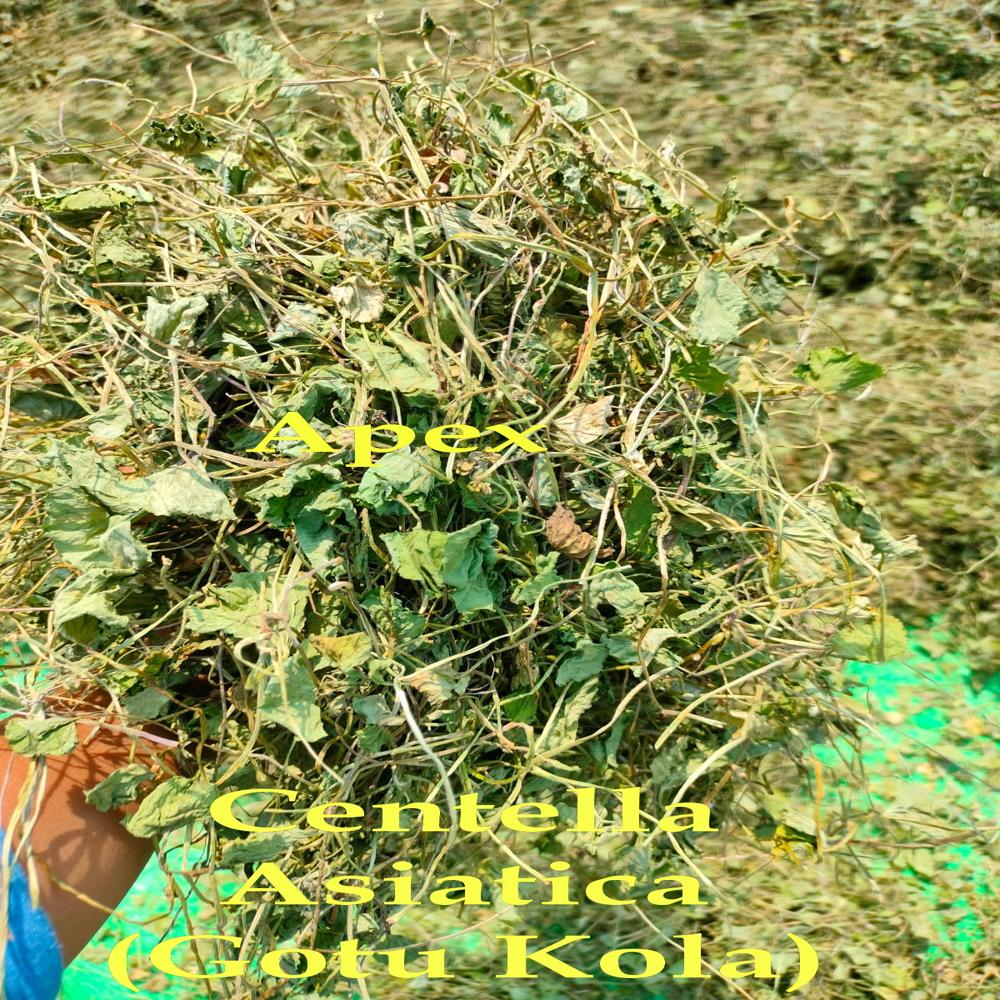 Centella Asiatica Leaves - Shelf Life: 24 Months