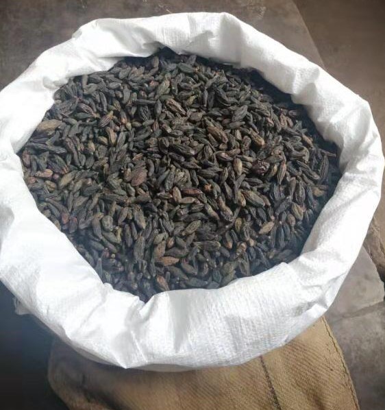 Terminalia Chebula Black Himej