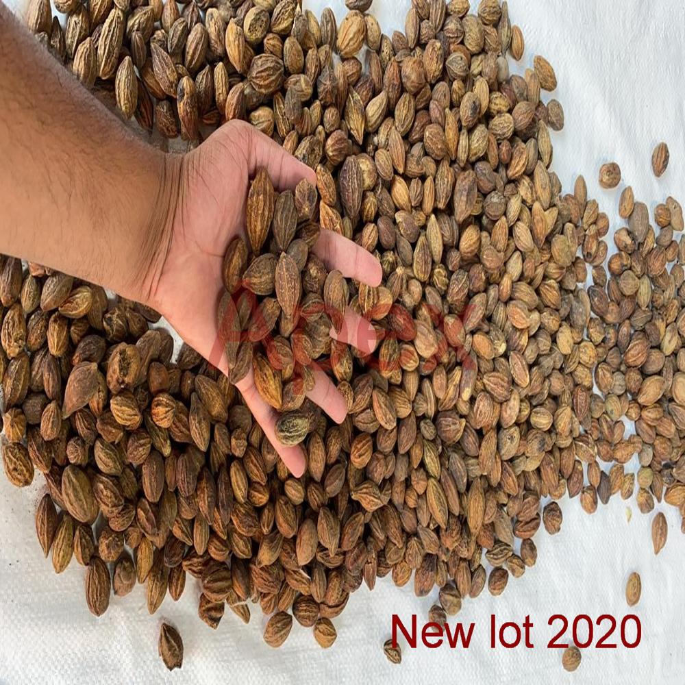 Terminalia Chebula Yellow