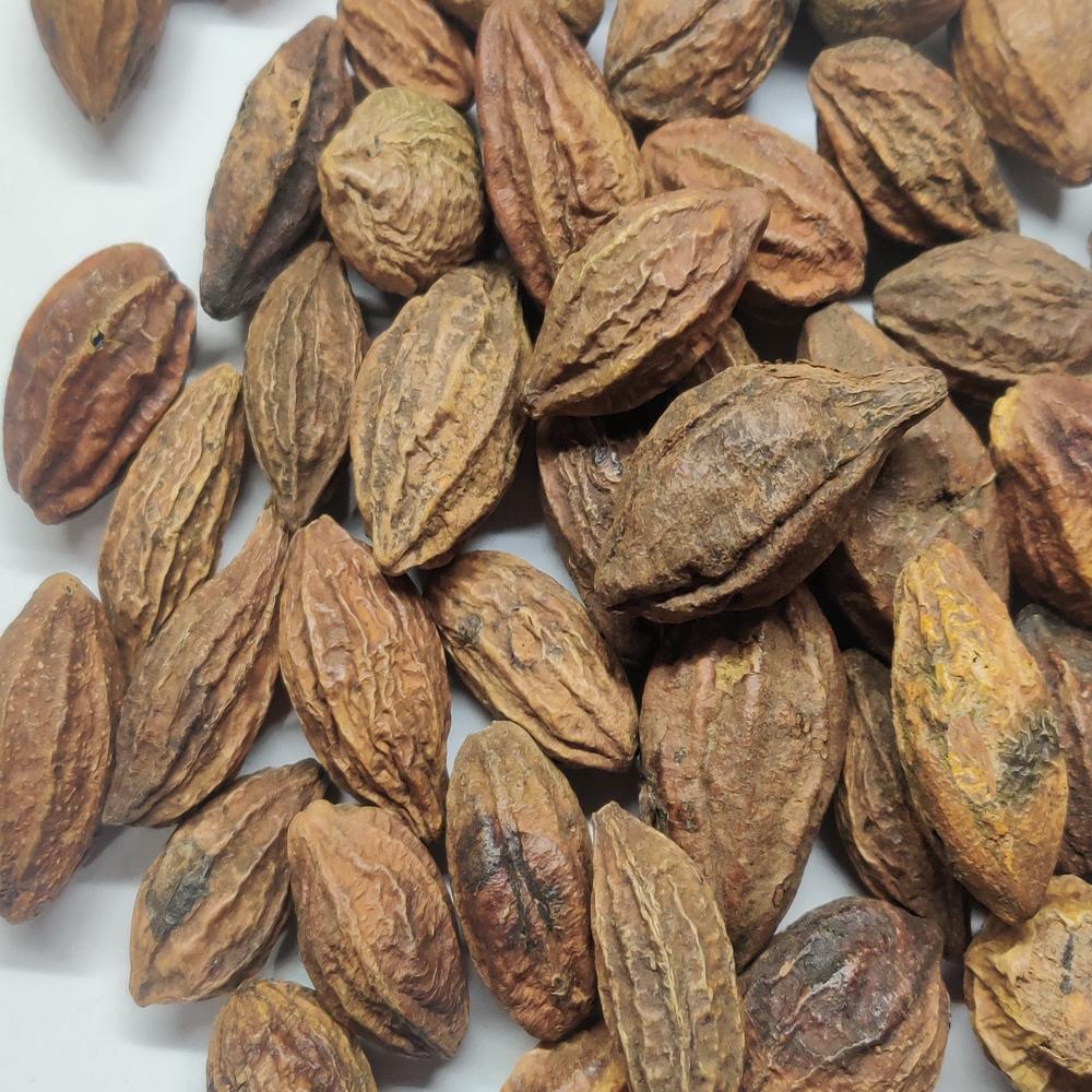 Terminalia Chebula Yellow