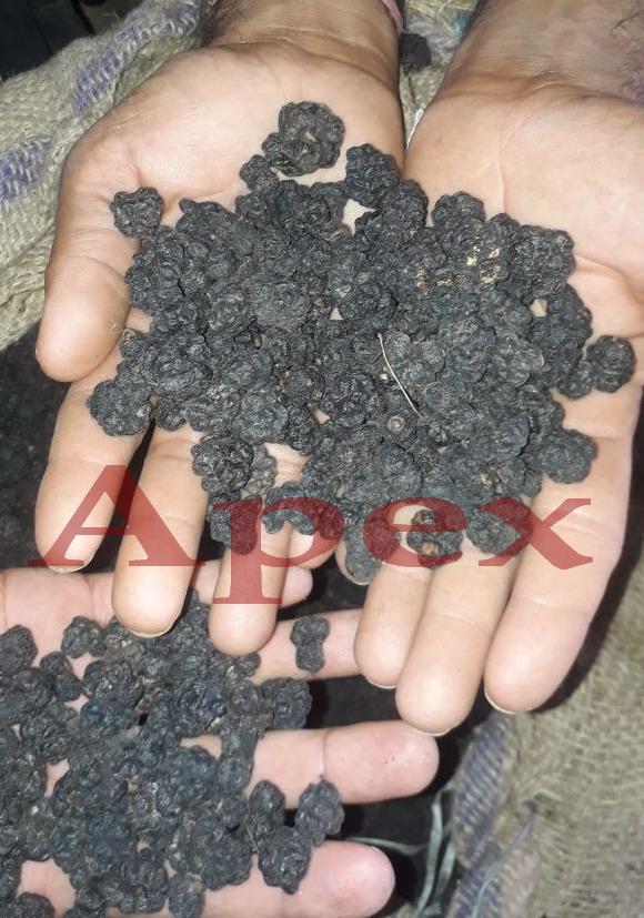 Morinda Citrifolia Noni Fruit