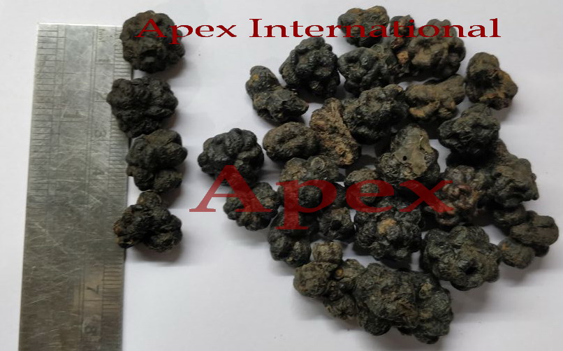 Morinda Citrifolia Noni Fruit