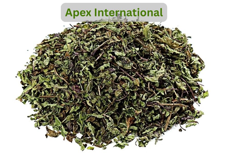 Mentha Arvensis Leaves - Color: Green