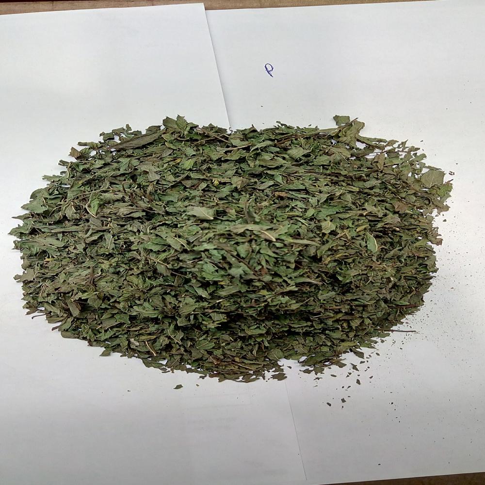 Spearmint Leaves - Color: Green