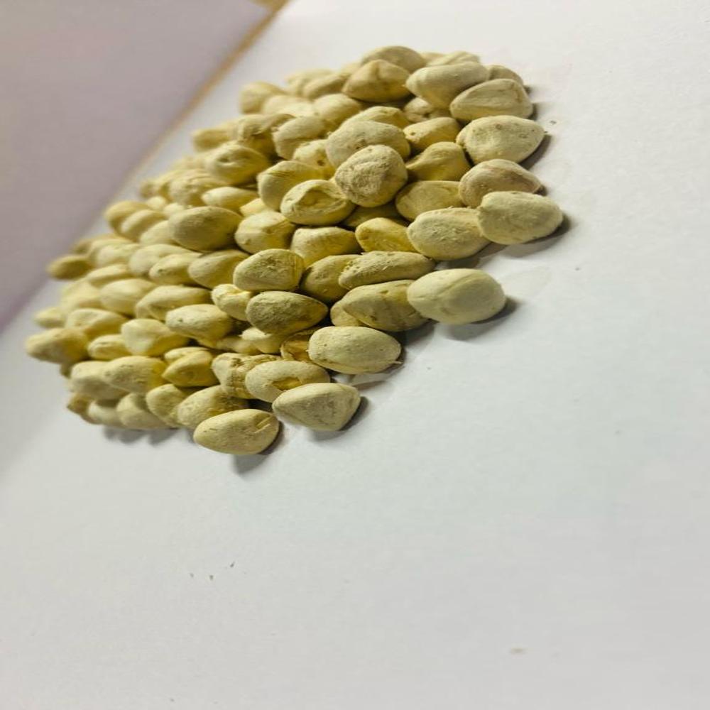 Moringa Seed Kernels - Color: White