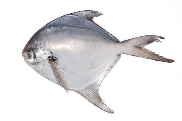 Pomfret Fish - Shape: Piece