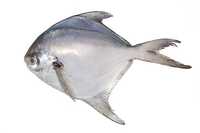 Pomfret Fish