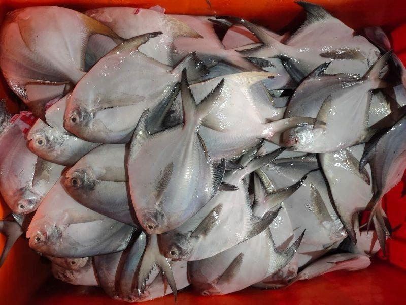 Pomfret Fish - Shape: Piece