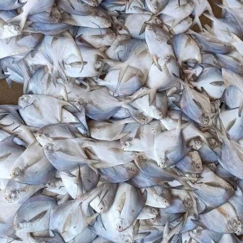 Pomfret Fish - Shape: Piece