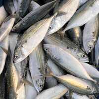 Indian Mackerel - Product Type: Seafood
