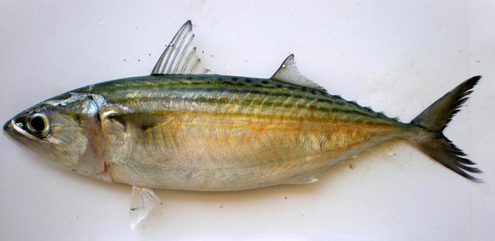 Indian Mackerel - Product Type: Seafood