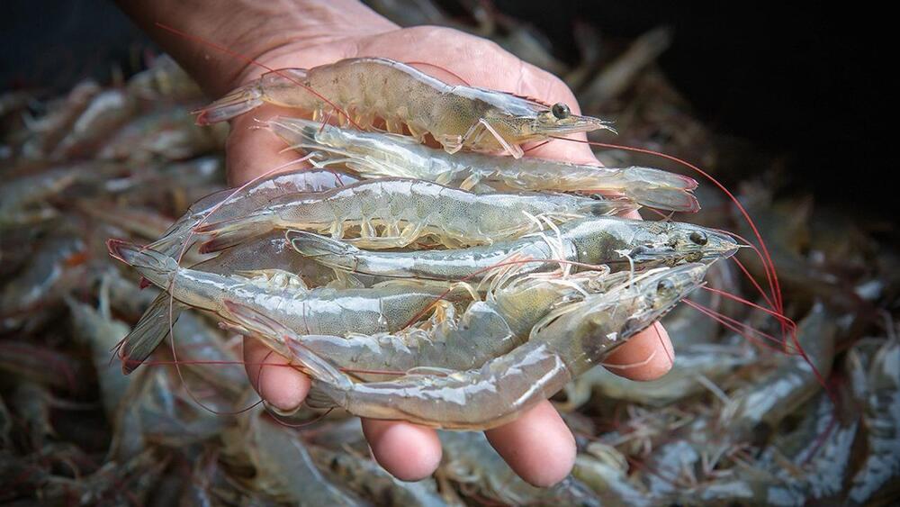 Fresh Water Shrimps - Shape: Piece
