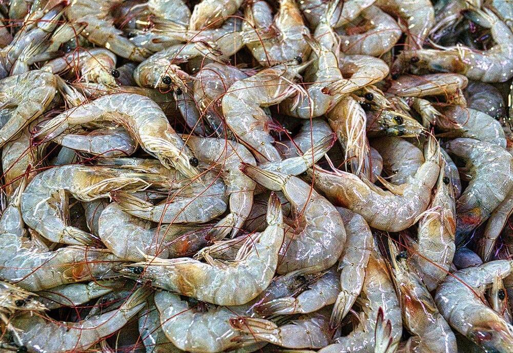 Fresh Water Shrimps - Shape: Piece