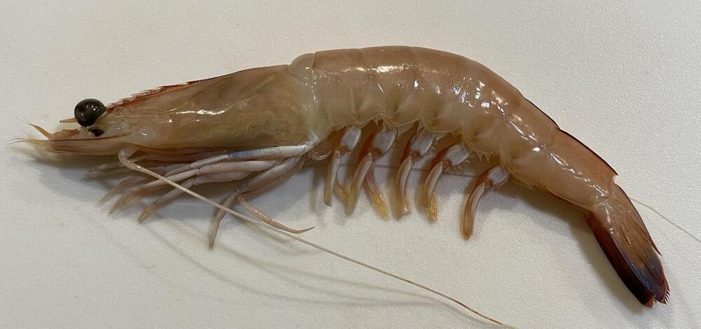 Tiger Prawn - Shape: Piece