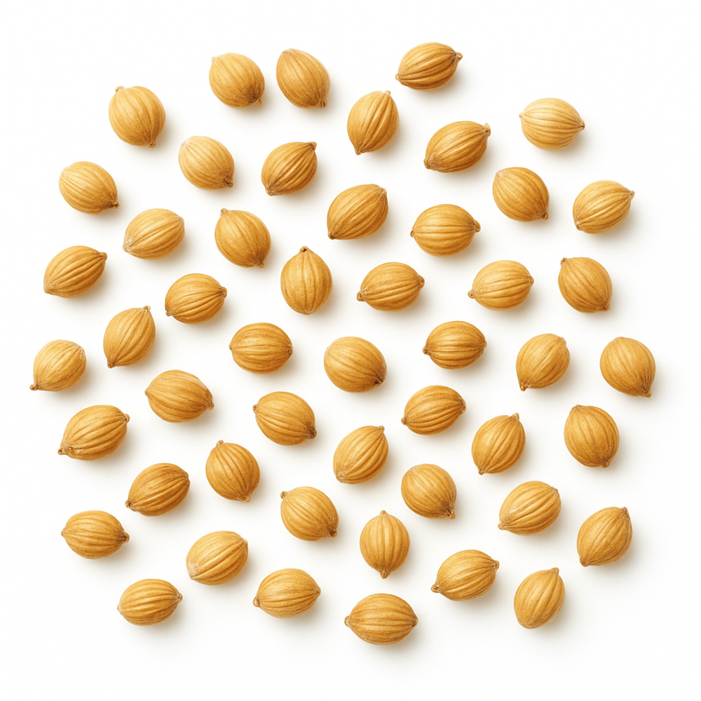 Fresh And Dried Coriander Seeds