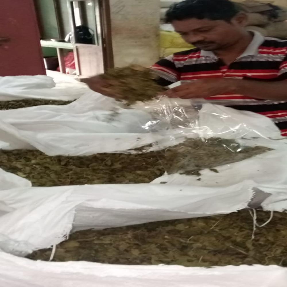 Gymnema Sylvestre Leaves