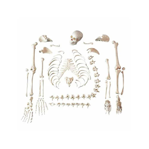 Disarticulated Skeleton Model - Application: Medical