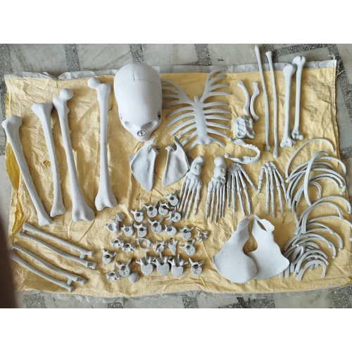 Disarticulated Skeleton Model - Application: Medical