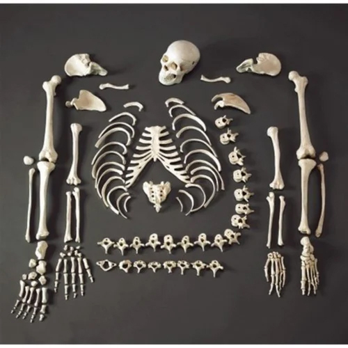 Disarticulated Skeleton Model - Application: Medical