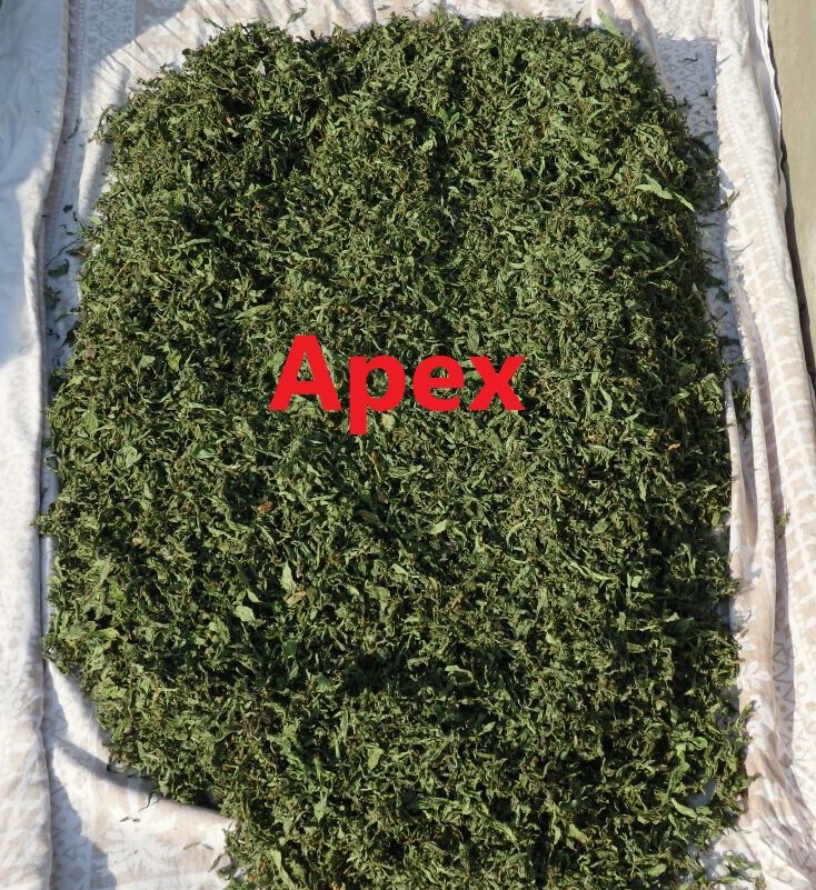 Stevia Leaves Whole - Color: Green