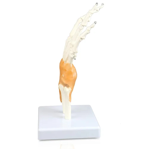 Hand Joint Model - Application: Institute
