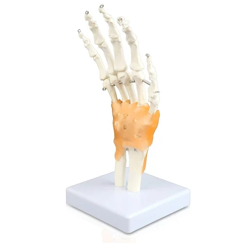 Hand Joint Model - Application: Institute