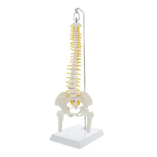 Cervical Spine Model - Application: Institute