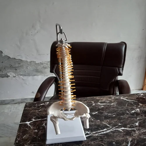 Cervical Spine Model - Application: Institute
