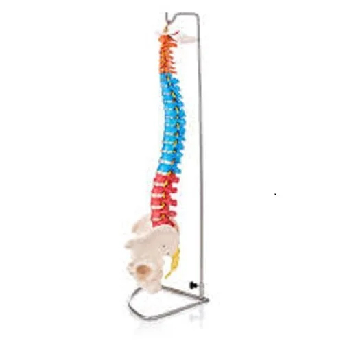 Cervical Spine Model - Application: Institute