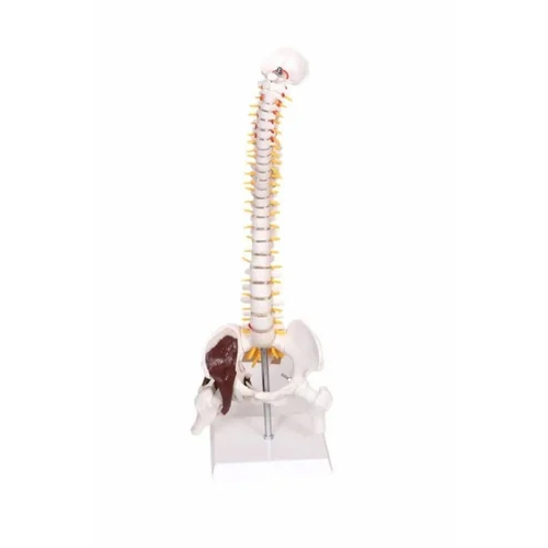 Mini Spinal Column Hip Joint - Application: Institute