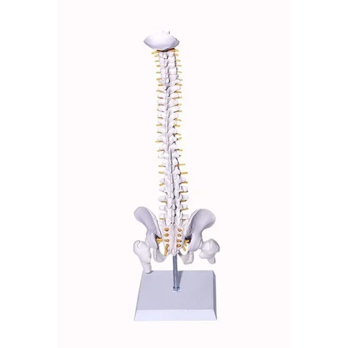 Mini Spinal Column Hip Joint - Application: Institute