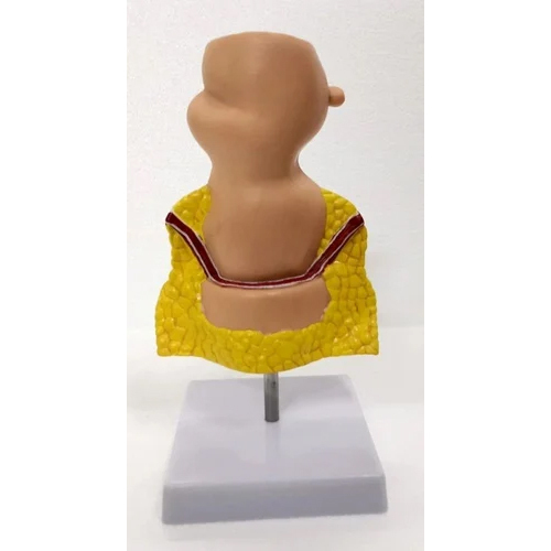 Fiber Resin Rectum Model - Application: Educational-medical-teaching