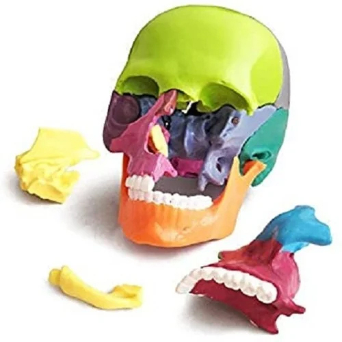 Human Skull Model - Application: Institute