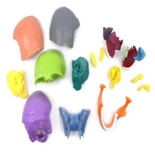 Human Skull Model - Application: Institute