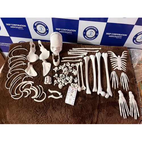 Pvc Shoulder Joint Model - Application: Institute