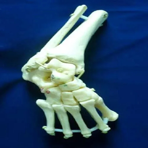 PVC Shoulder Joint Model