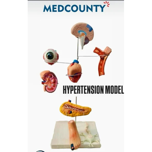 Pvc Human Heart Model - Application: Institute