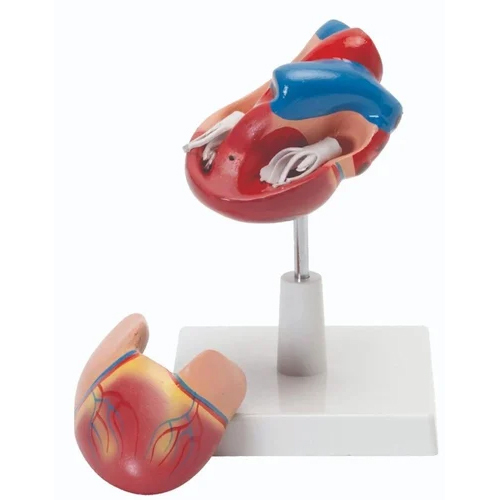 PVC Human Heart Model