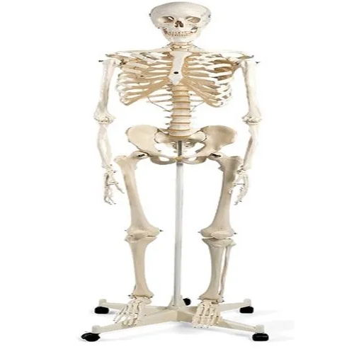 Unisex Torso Model - Application: Institute
