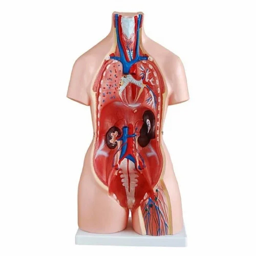 Unisex Torso Model - Application: Institute