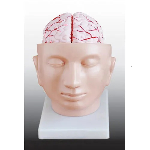 Human Fetal Skull For Anatomical Model - Application: Institute