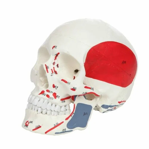 Human Fetal Skull For Anatomical Model