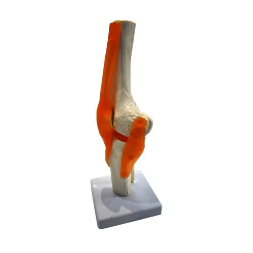 Knee Joint Model Flexible - Application: Institute