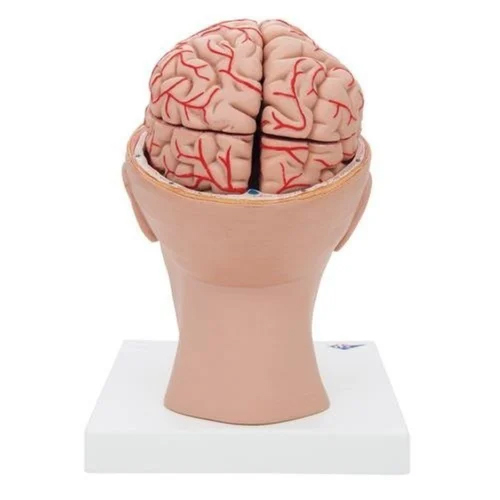 Brain Arteries Head Models - Application: Institute