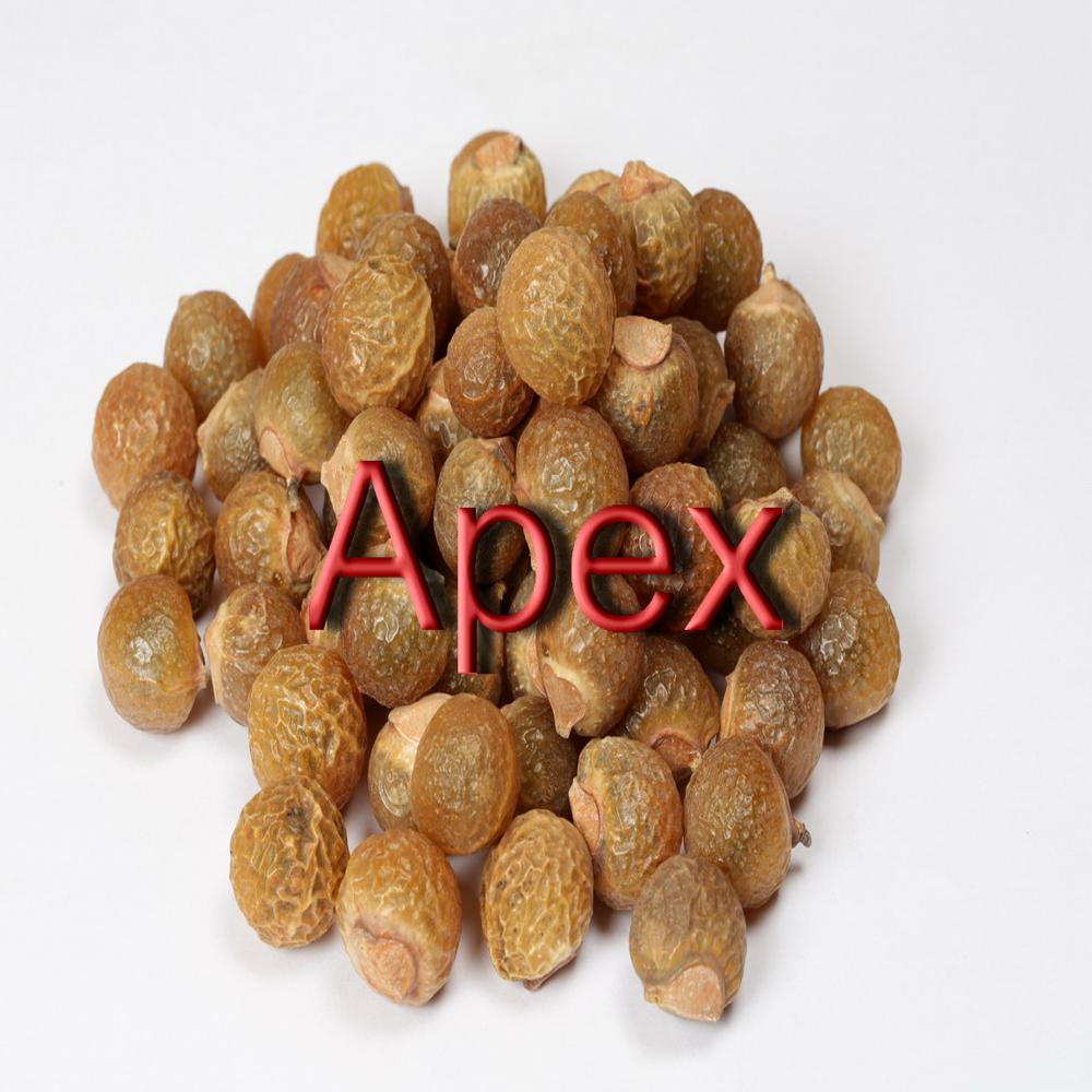 Soap Nut - Color: Light Brown