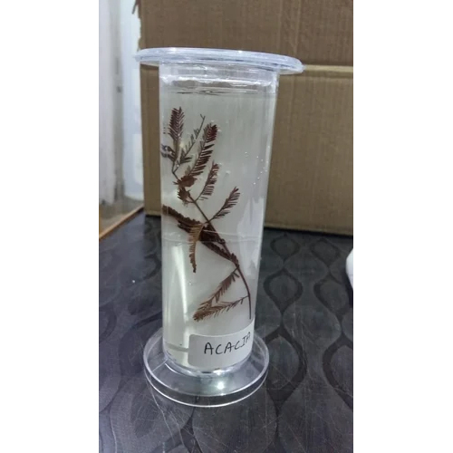 Acrylic Specimen Jar