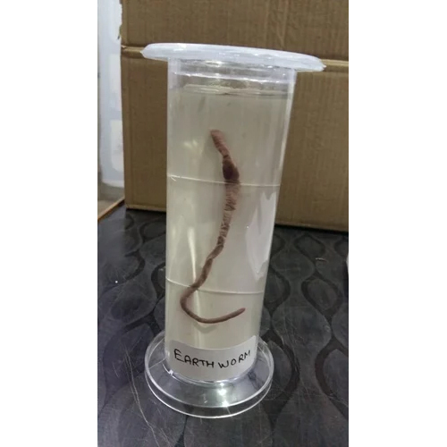 Museum Specimen Jar Acrylic